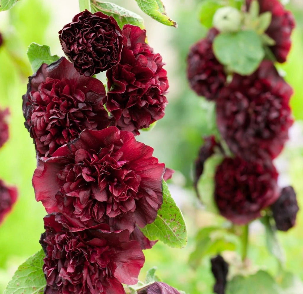 Chaters Double Maroon Hollyhock Seeds - NEW!