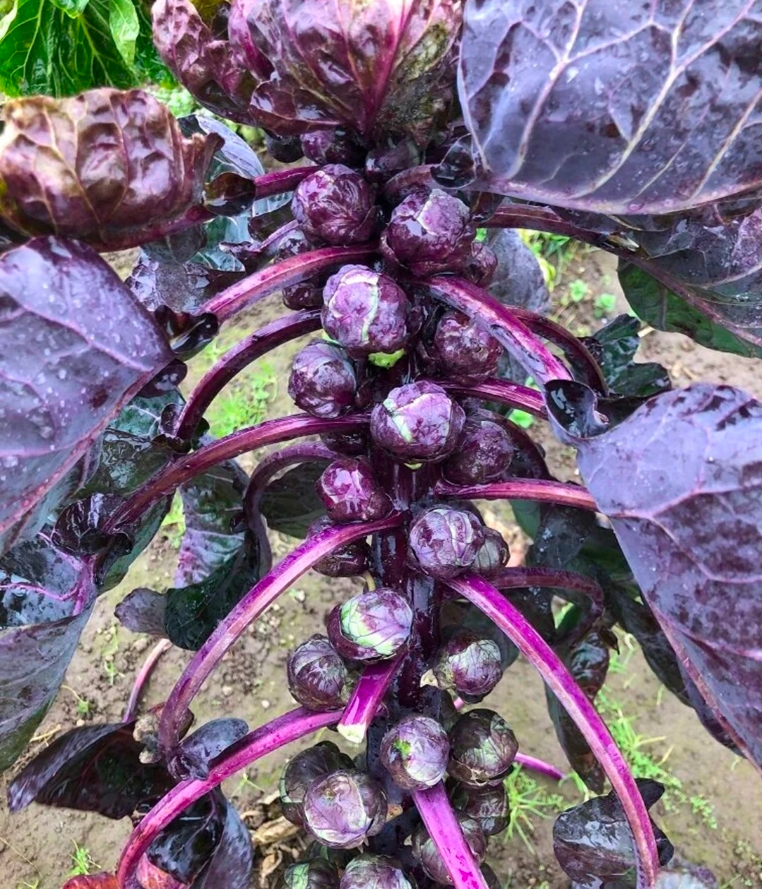 Red Darling Brussel Sprout Seed