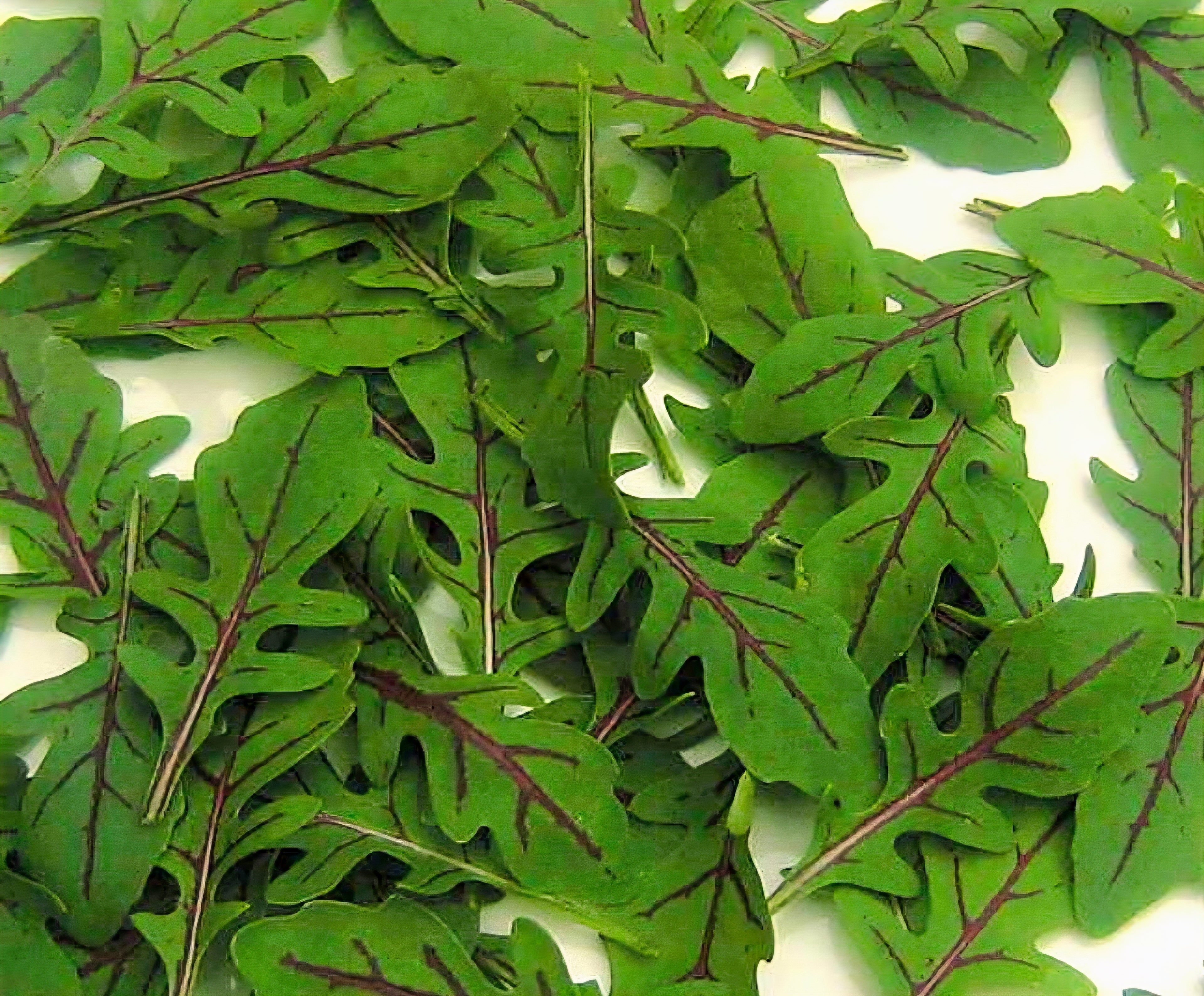 Dragons Fire Arugala Seeds