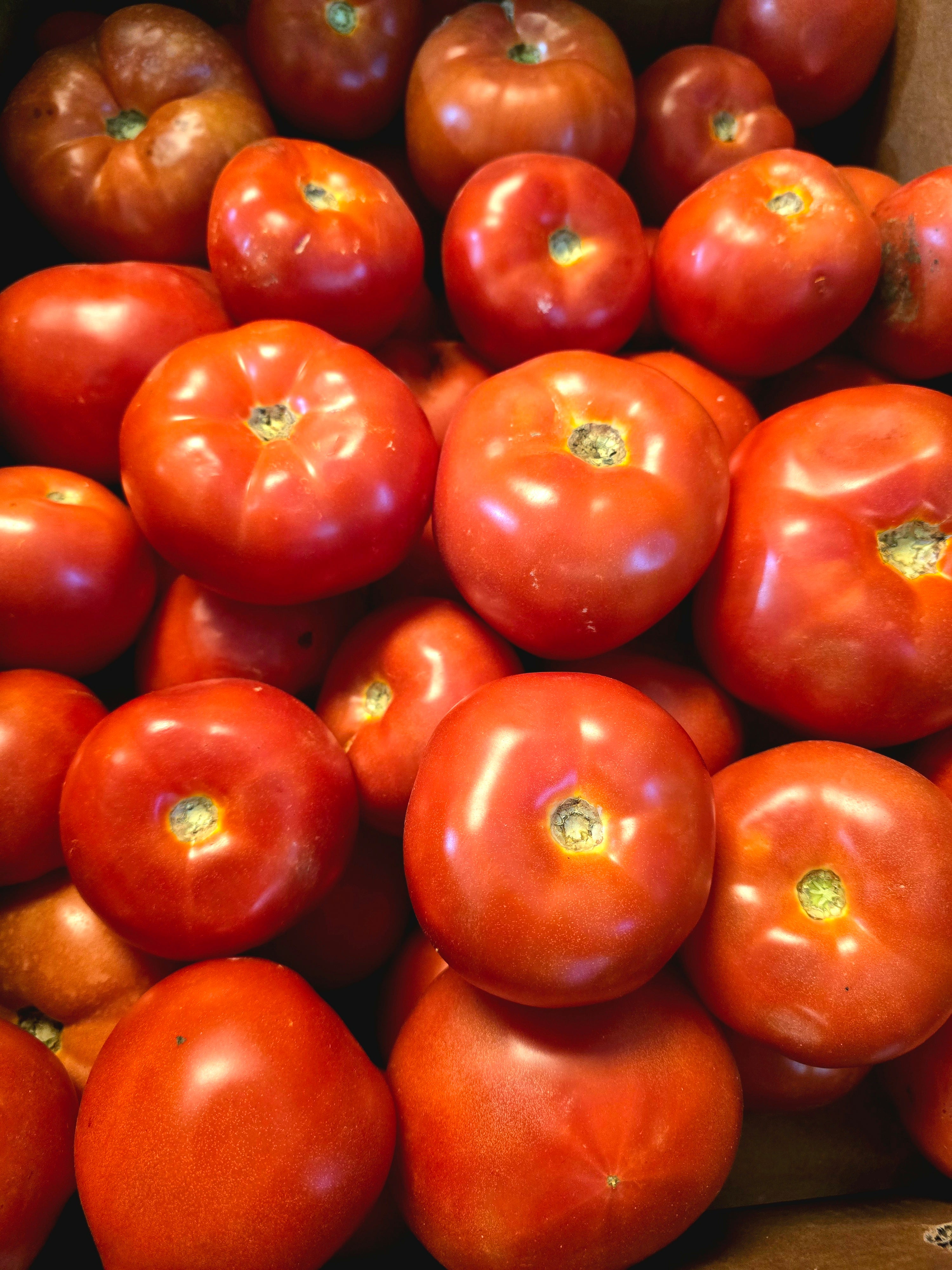 BC Field Tomatoes