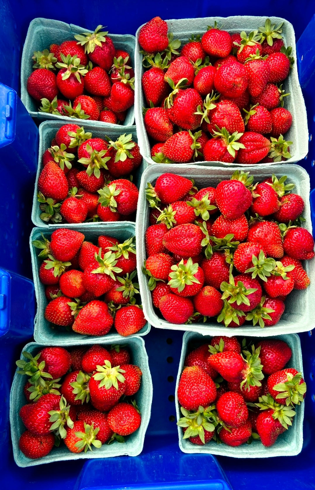 Grand Forks Strawberries(Picked To Order)