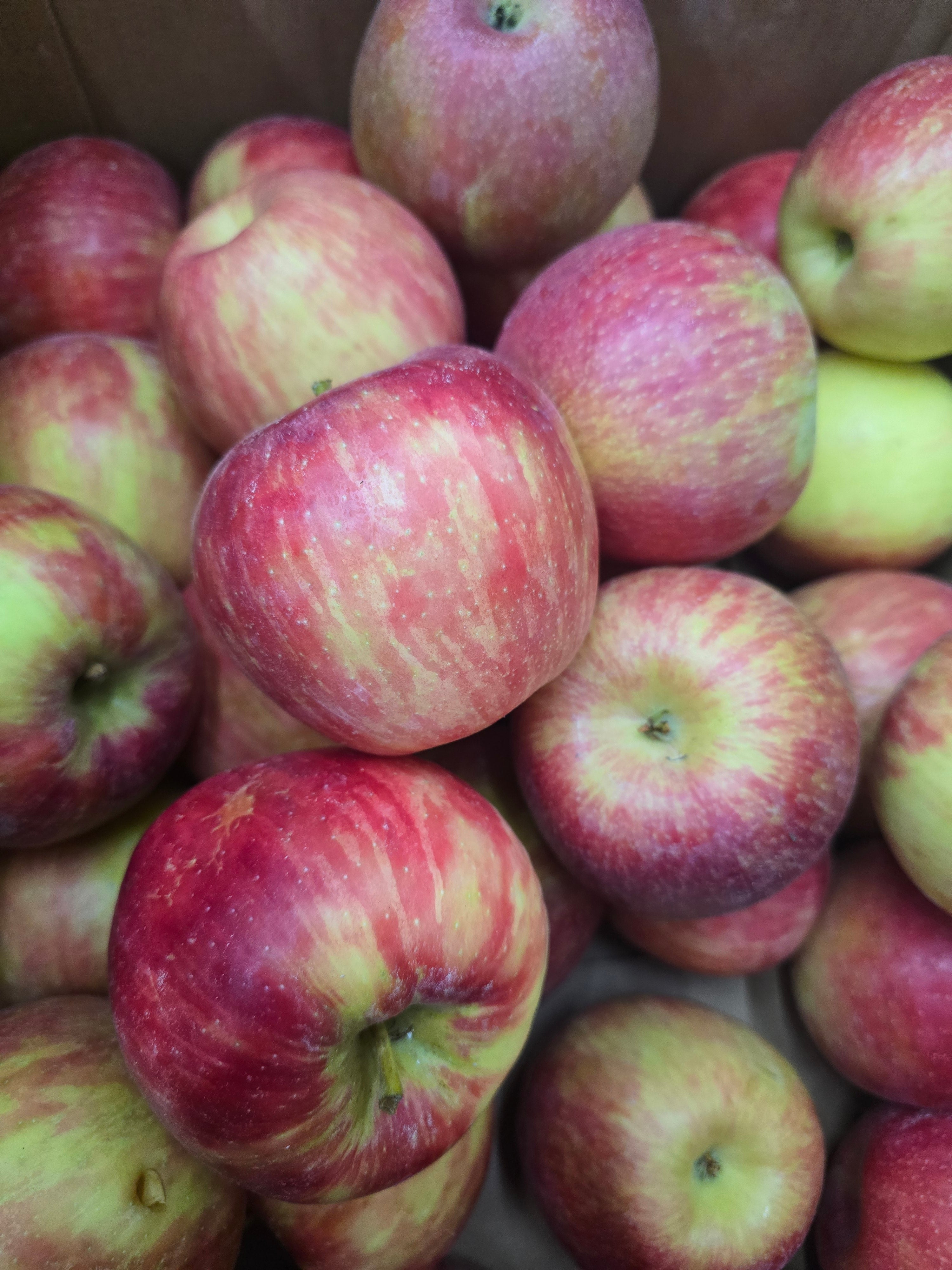 BC Honeycrisp Apples