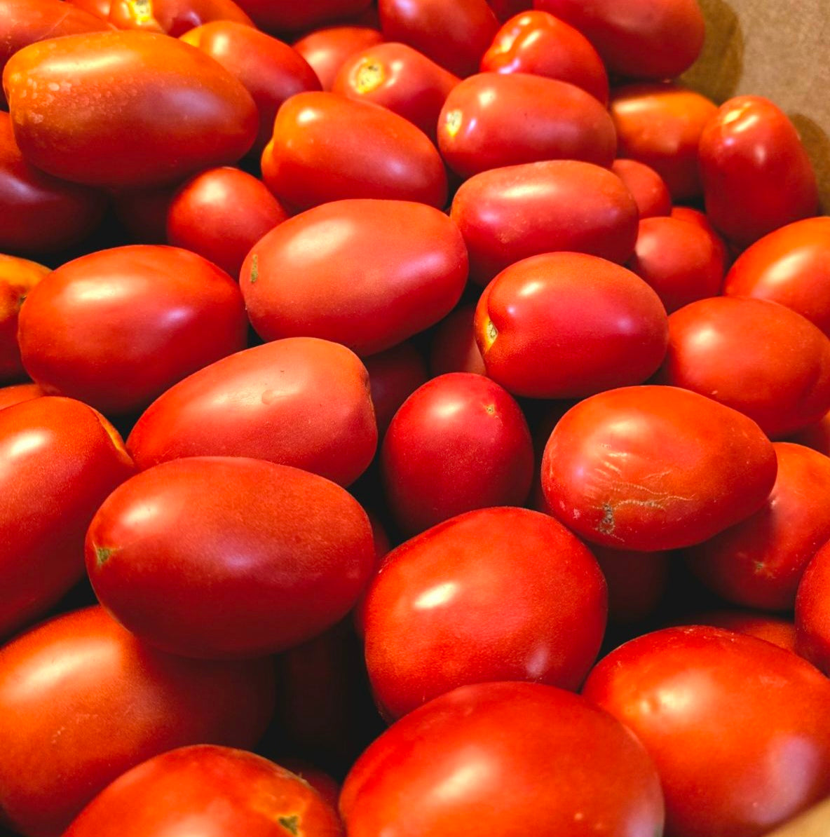 BC Roma Tomatoes