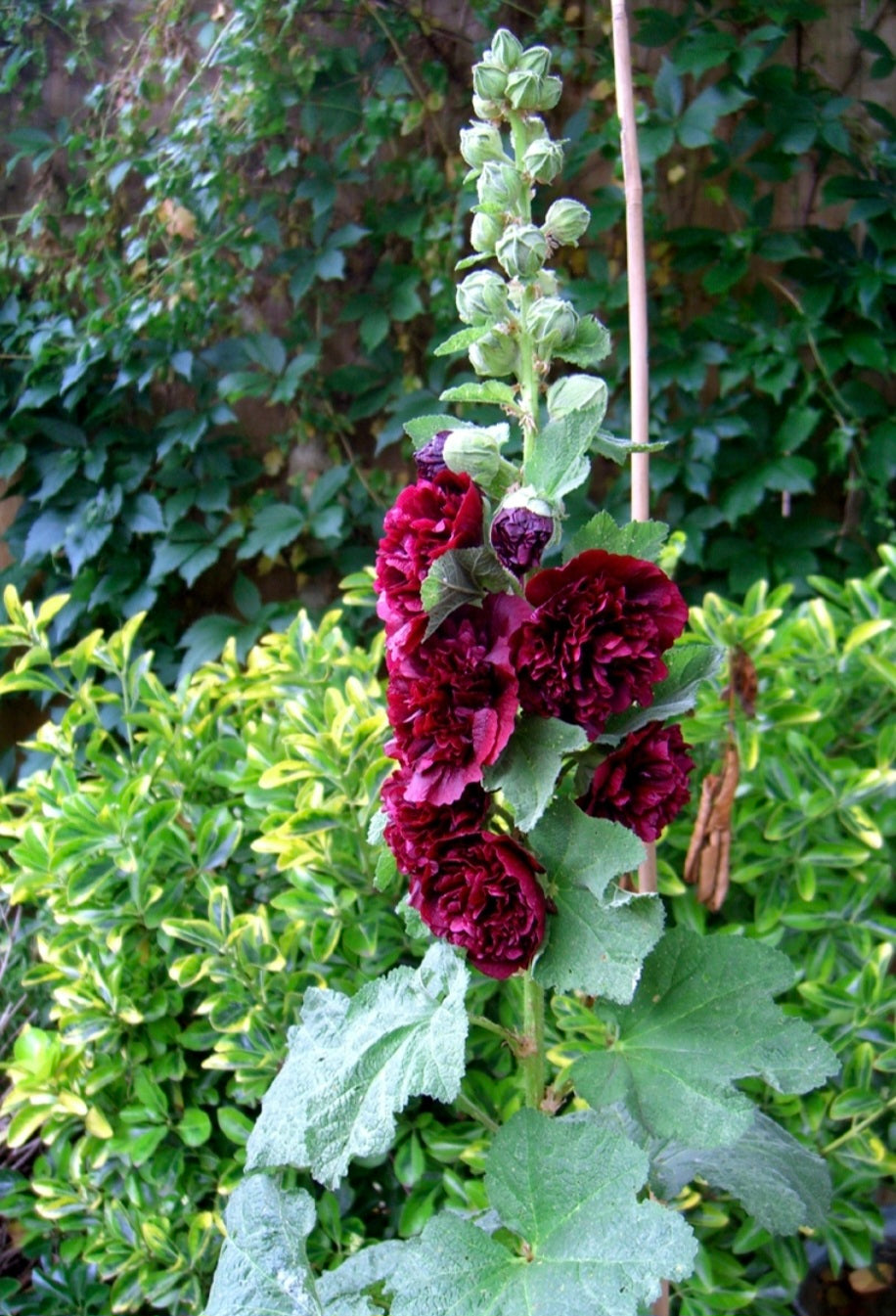 Chaters Double Maroon Hollyhock Seeds - NEW!