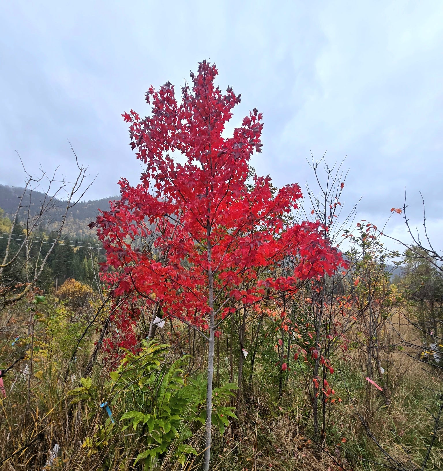 'The Sargent' Amur Maple Tree-12+foot height