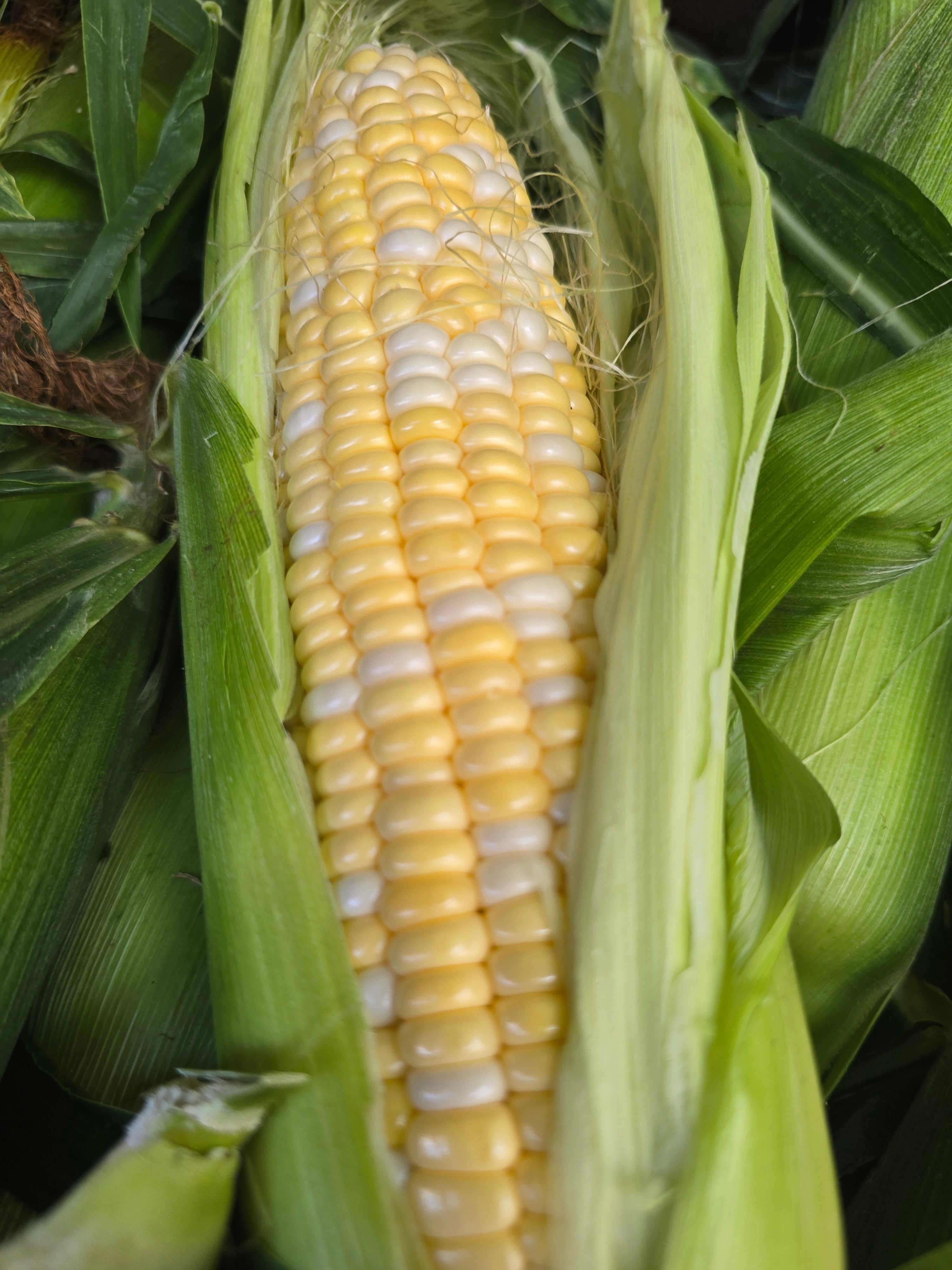 Peaches & Cream Corn