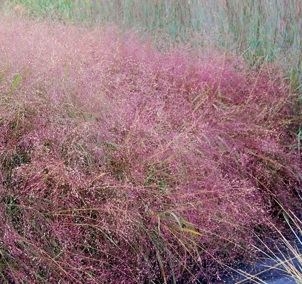 Eragrostis Spectabilis Snuggy Grass Seeds - NEW!
