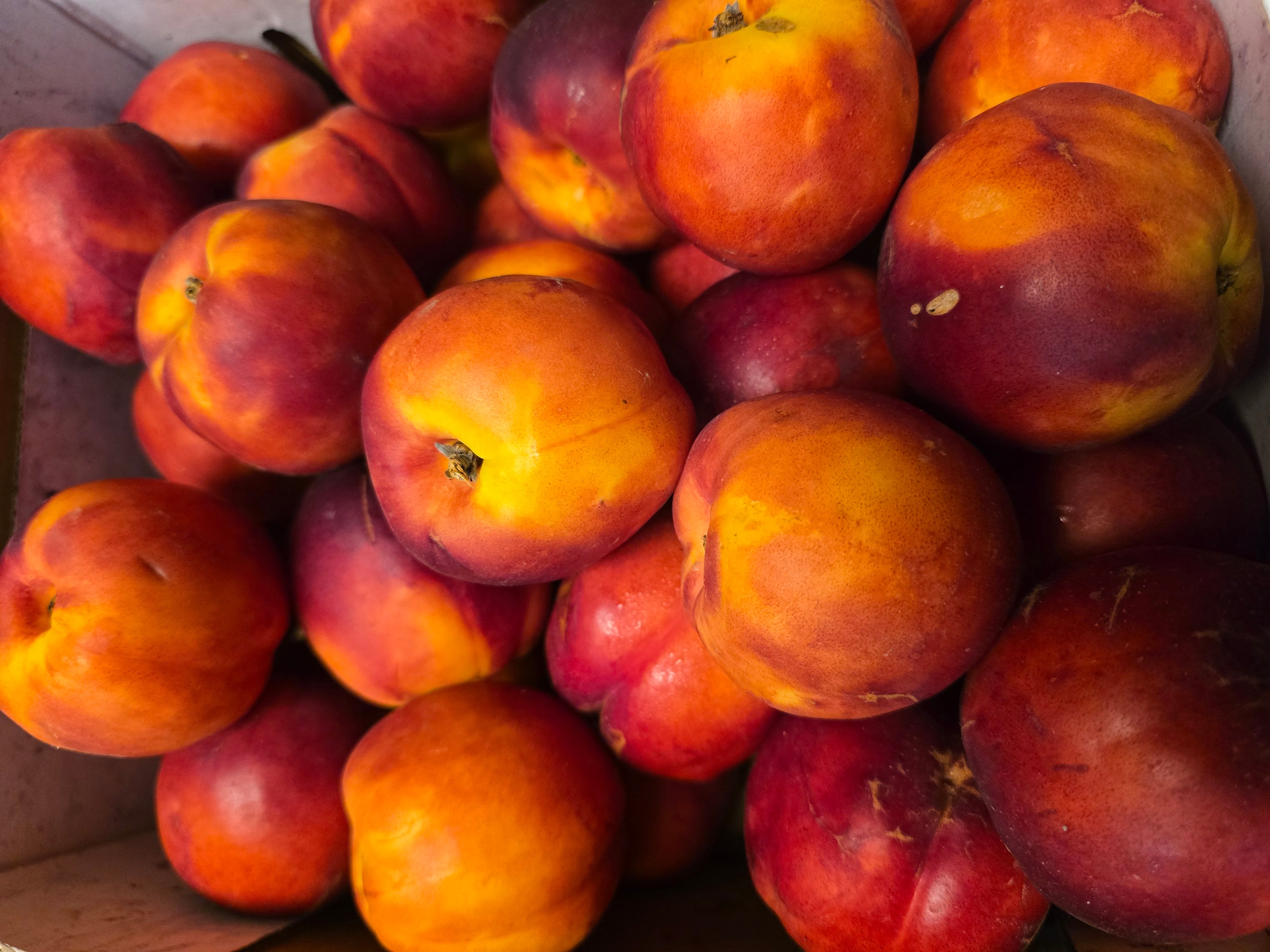 BC Nectarines