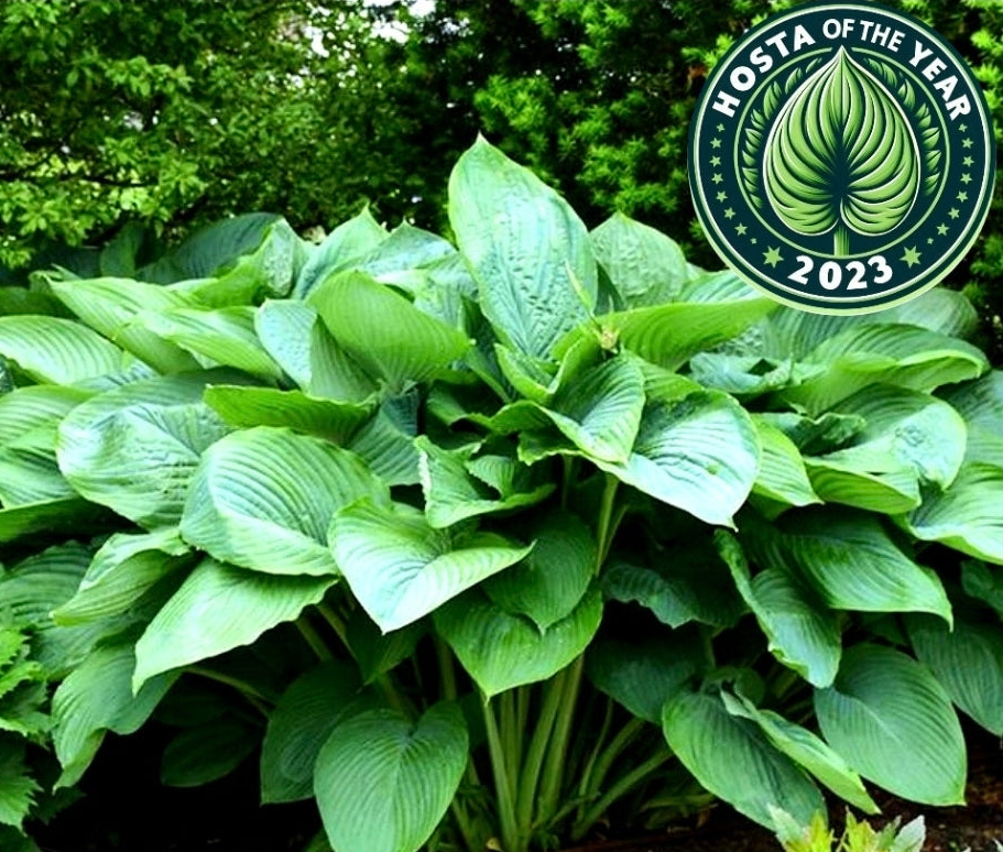 Hosta' Empress Wu Specialty Hosta