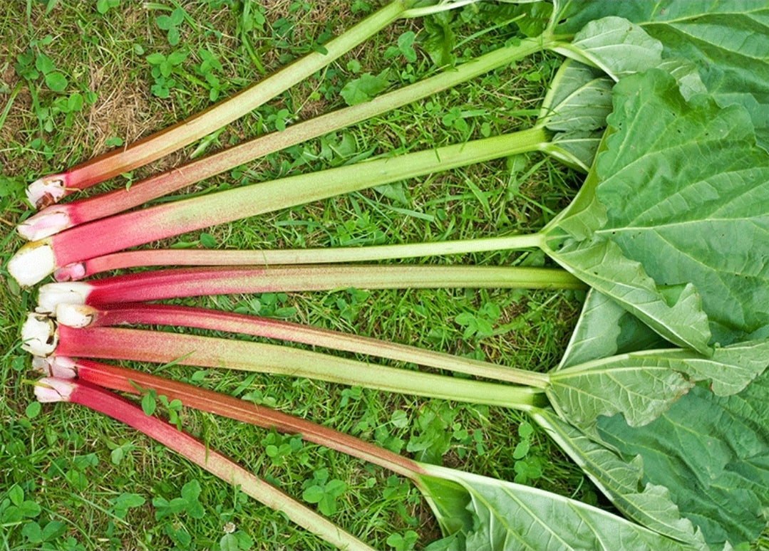 Victoria Rhubarb Seeds - NEW!