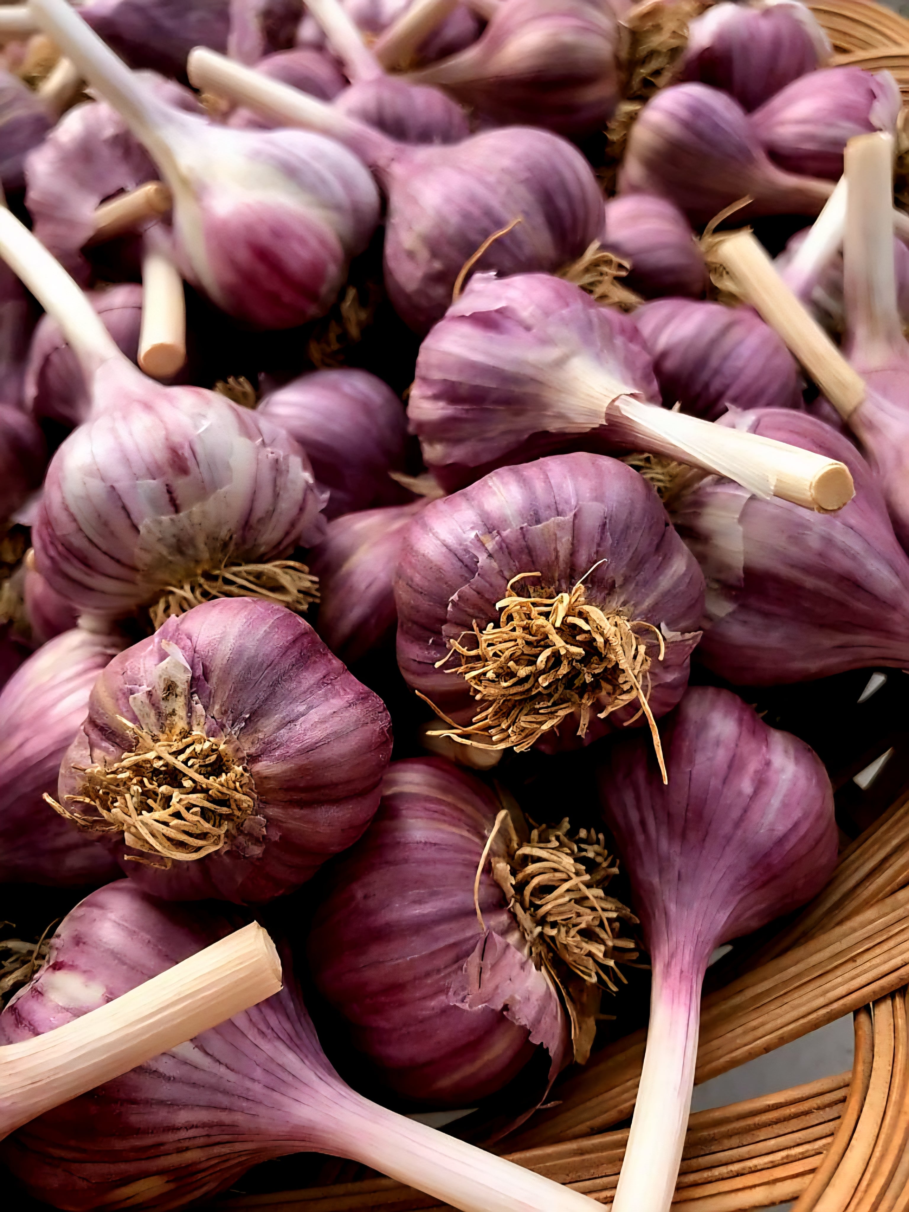 BC Red Russian Garlic
