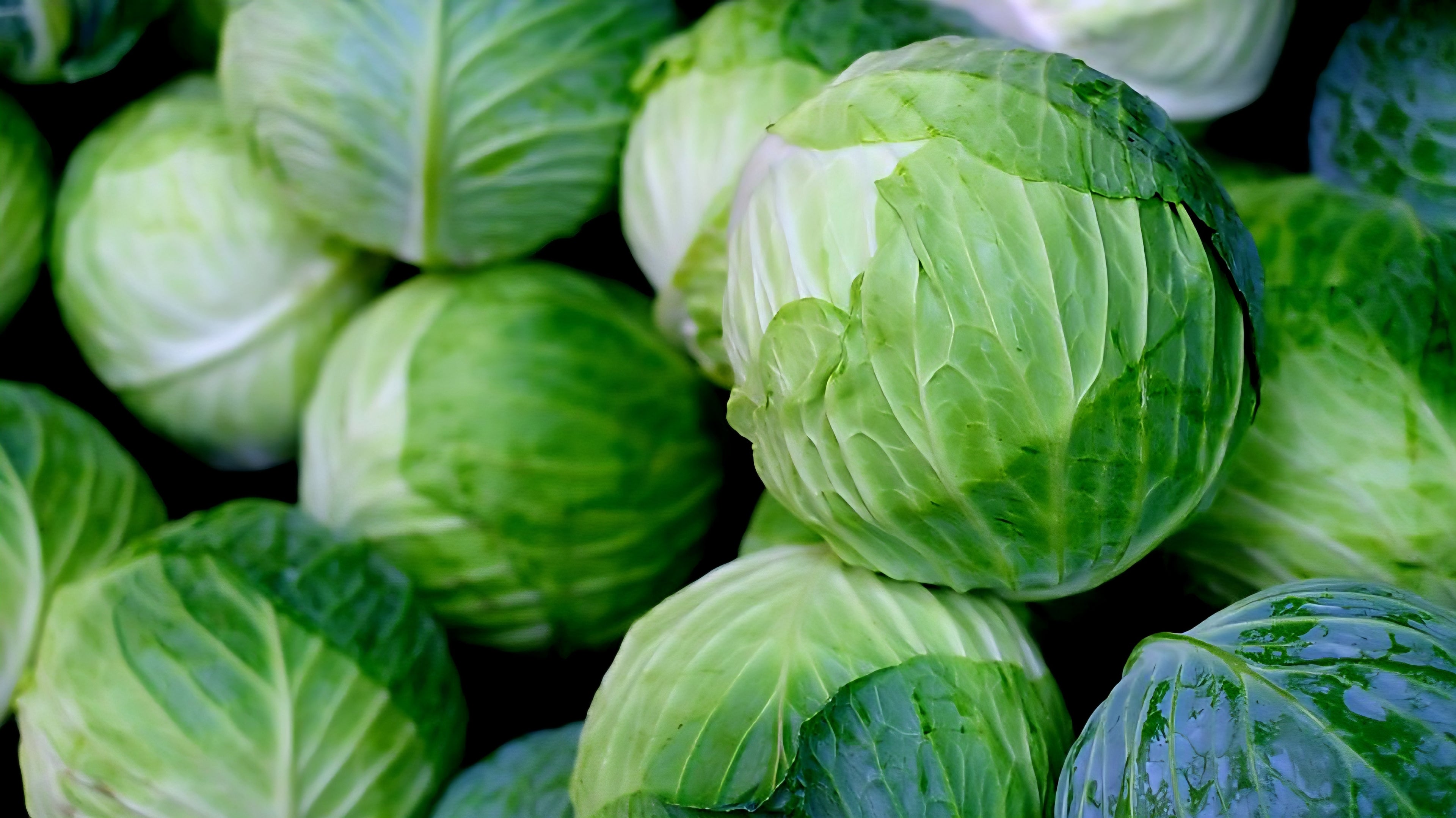 BC Green Cabbage