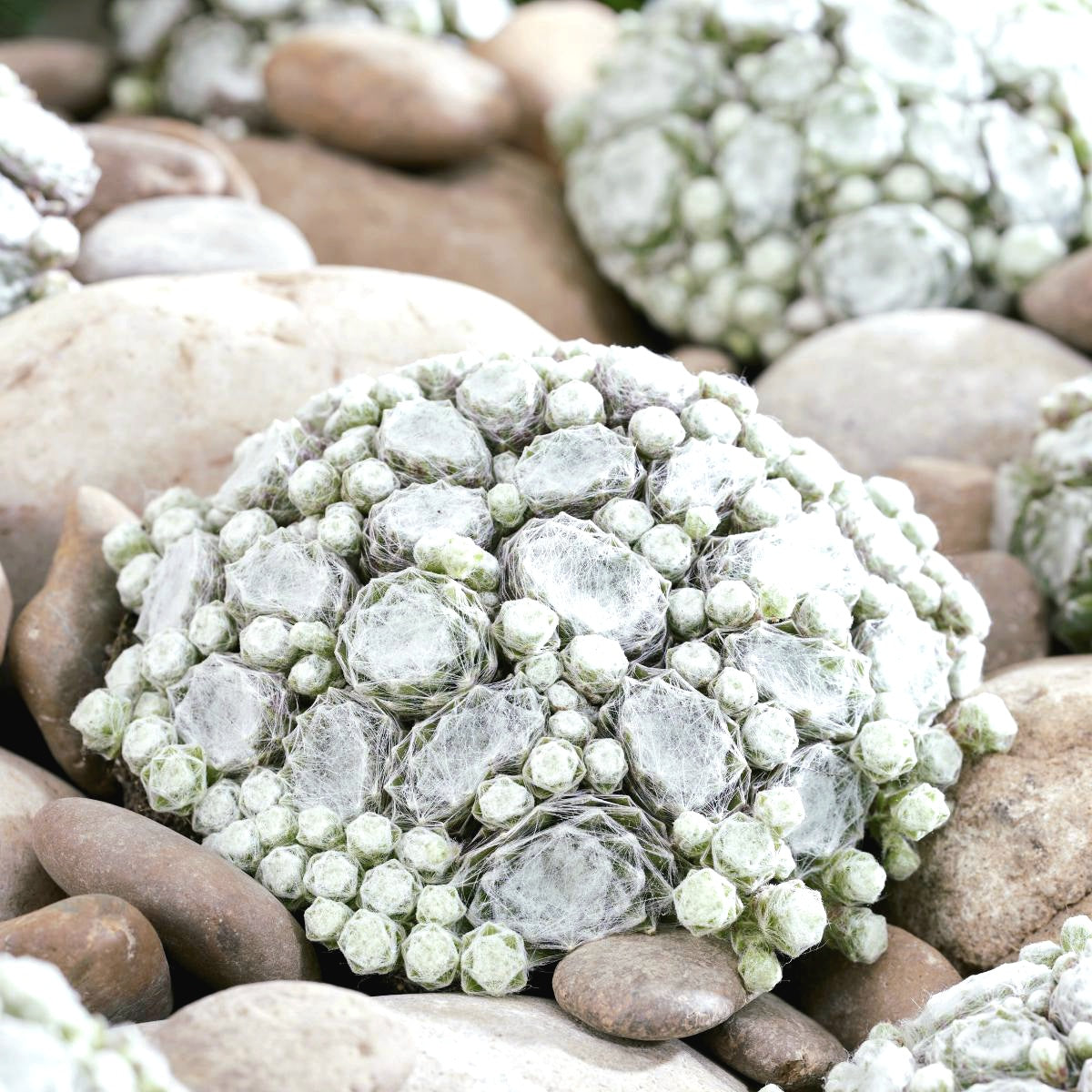 Sempervivum' COLOROCKZ® Arctic White Hens and Chicks