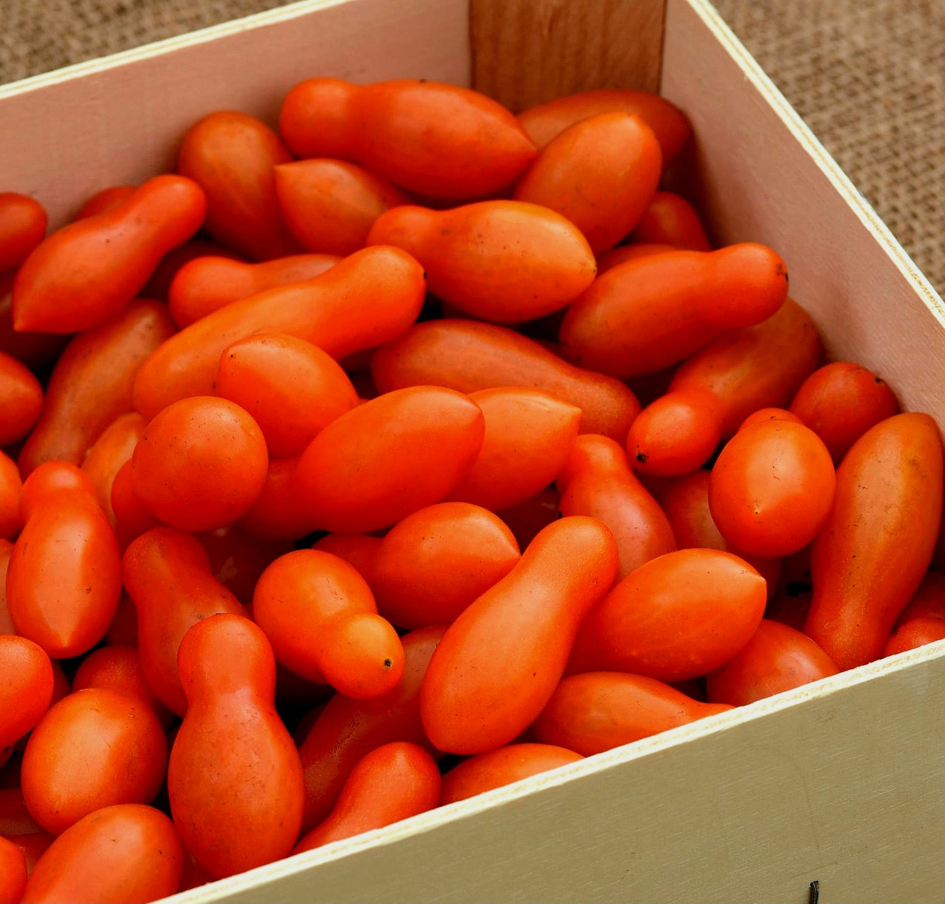 Sun Dipper F¹ Tomato Seeds - NEW!
